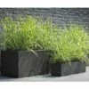 FLORASELF Vingergras Panicum Virgatum 'Prairie Sky' Potmaat Ø 14 Cm H 10-40 Cm -FLORASELF Verkoop DV 8 6357361 03 4c DE 20210719144658