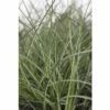 FLORASELF Prachtriet Miscanthus Sinensis 'Adagio' Potmaat Ø 19 Cm H 10-60 Cm -FLORASELF Verkoop DV 8 6357363 01 4c DE 20190228094650 1