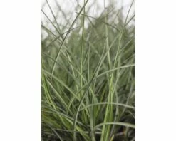 FLORASELF Prachtriet Miscanthus Sinensis 'Adagio' Potmaat Ø 19 Cm H 10-60 Cm