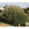 FLORASELF Prachtriet Miscanthus Sinensis 'Adagio' Potmaat Ø 24 Cm H 20-80 Cm -FLORASELF Verkoop DV 8 6357363 02 4c DE 20210113091758 4