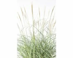 FLORASELF Prachtriet Miscanthus Sinensis 'Adagio' Potmaat Ø 19 Cm H 10-60 Cm -FLORASELF Verkoop DV 8 6357363 03 4c DE 20190228094650 1
