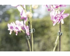 FLORASELF® Orchideenclips Groen 10 St -FLORASELF Verkoop DV 8 6425382 01 4c DE 20180308212542