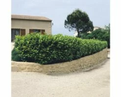 FLORASELF Laurierkers Prunus Laurocerasus 'Caucasica' Potmaat 5 Liter H 60-80 Cm 20 St Ca. 7 Meter Haag -FLORASELF Verkoop DV 8 6439848 02 4c DE 20201208151657 2