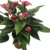 FLORASELF® Flamingoplant Anthurium Black Zwart Potmaat Ø 12 Cm -FLORASELF Verkoop DV 8 6461810 01 4c DE 20171002145904