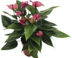 FLORASELF® Flamingoplant Anthurium Black Zwart Potmaat Ø 12 Cm