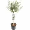 FLORASELF® Amerikaanse Sering Op Stam Ceanothus Concha Blauw -FLORASELF Verkoop DV 8 6502744 01 4c NL 20171101000840