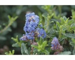 FLORASELF® Amerikaanse Sering Op Stam Ceanothus Concha Blauw -FLORASELF Verkoop DV 8 6502744 03 4c NL 20180502111644