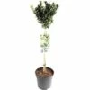 FLORASELF® Kardinaalshoed Op Stam Euonymus Japonicus Paloma Blanca -FLORASELF Verkoop DV 8 6502752 01 4c NL 20171101001814