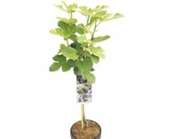 FLORASELF Vijg Op Stam Ficus Carcia Brown Turkey