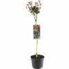 FLORASELF Glansmispel Op Stam Photinia Fraseria Robusta -FLORASELF Verkoop DV 8 6502787 01 4c NL 20200221191655