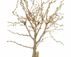 FLORASELF Sierkers Op Stam Prunus Incisa Kojou-no-mai Wit -FLORASELF Verkoop DV 8 6502789 01 4c NL 20180315161838