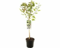 FLORASELF Groene Aalbes Op Stam Ribes Rubrum Werdavia Groen-wit