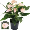 FLORASELF® Flamingoplant Anthurium Peach Oranje Potmaat Ø 12 Cm -FLORASELF Verkoop DV 8 6512678 04 4c RO 20210218115921
