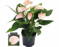 FLORASELF® Flamingoplant Anthurium Peach Oranje Potmaat Ø 12 Cm