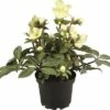 FLORASELF Kerstroos Helleborus X Hybride 'Winter Darling' Potmaat Ø 17,0 Cm -FLORASELF Verkoop DV 8 6514029 01 4c DE 20171026231343