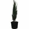 FLORASELF Cypres Cupressus Sempervirens H 60-70 Cm -FLORASELF Verkoop DV 8 6544475 01 4c CH 20181022101753