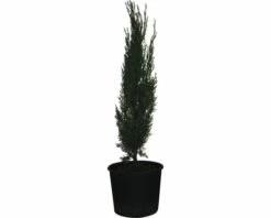 FLORASELF Cypres Cupressus Sempervirens H 60-70 Cm