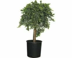 FLORASELF Conifeer Juniperus Conferta H 40-60 Cm