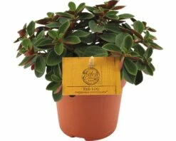 FLORASELF Peperomia Peperomia Verticillata 'Red Log' Potmaat Ø 10.5 Cm H 15-17 Cm