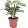 FLORASELF Ctenanthe Burle-marxii Ø12 Cm H30-45 Cm 1 FLORASELF Ctenanthe Burle-marxii Ø12 Cm H30-45 Cm -FLORASELF Verkoop DV 8 6560749 01 4c DE 20171216101102