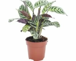 FLORASELF Ctenanthe Burle-marxii Ø12 Cm H30-45 Cm