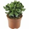 FLORASELF Crassula Ovata 'Hulk' Potmaat Ø 12,0 Cm H 15-20 Cm 1 FLORASELF Crassula Ovata 'Hulk' Potmaat Ø 12,0 Cm H 15-20 Cm -FLORASELF Verkoop DV 8 6560751 01 4c DE 20171211233513