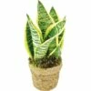 FLORASELF Kokodama Sanseveria Laurentii Ø13 Cm H30 Cm -FLORASELF Verkoop DV 8 6560758 02 4c DE 20171214092603
