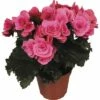 FLORASELF Begonia Borias Roze Ø14 Cm H40 Cm -FLORASELF Verkoop DV 8 6560763 01 4c DE 20171213182100