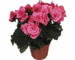 FLORASELF Begonia Borias Roze Ø14 Cm H40 Cm