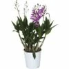 FLORASELF Orchidee Dendrobium X Hybride 'Berry Oda' Potmaat Ø 12 Cm H 35-45 Cm 1 FLORASELF Orchidee Dendrobium X Hybride 'Berry Oda' Potmaat Ø 12 Cm H 35-45 Cm -FLORASELF Verkoop DV 8 6565273 01 4c DE 20171215201833