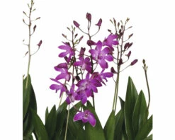 FLORASELF Orchidee Dendrobium X Hybride 'Berry Oda' Potmaat Ø 12 Cm H 35-45 Cm -FLORASELF Verkoop DV 8 6565273 02 4c RO 20210218115748