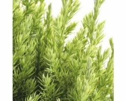 FLORASELF® Jeneverbes Juniperus Chinensis Stricta Potgrootte Ø 17 Cm 5 FLORASELF® Jeneverbes Juniperus Chinensis Stricta Potgrootte Ø 17 Cm -FLORASELF Verkoop DV 8 6566388 01 4c NL 20180925051657
