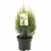 FLORASELF® Jeneverbes Juniperus Chinensis Stricta Potgrootte Ø 17 Cm -FLORASELF Verkoop DV 8 6566388 02 4c NL 20180925201552