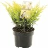 FLORASELF® Jeneverbes Juniperus Horizaontalis Lime Glow Potgrootte Ø 17 Cm 1 FLORASELF® Jeneverbes Juniperus Horizaontalis Lime Glow Potgrootte Ø 17 Cm -FLORASELF Verkoop DV 8 6566394 01 4c NL 20180925193947