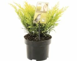 FLORASELF® Jeneverbes Juniperus Horizaontalis Lime Glow Potgrootte Ø 17 Cm