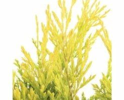 FLORASELF® Jeneverbes Juniperus Horizaontalis Lime Glow Potgrootte Ø 17 Cm -FLORASELF Verkoop DV 8 6566394 03 4c NL 20180925051657