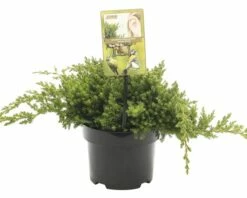 FLORASELF® Jeneverbes Juniperus Procumbens Nana Potgrootte Ø 17 Cm