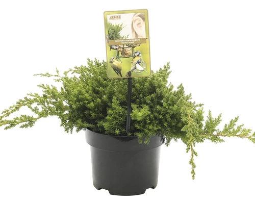 FLORASELF® Jeneverbes Juniperus Procumbens Nana Potgrootte Ø 17 Cm 3 FLORASELF® Jeneverbes Juniperus Procumbens Nana Potgrootte Ø 17 Cm