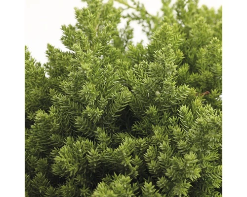 FLORASELF® Jeneverbes Juniperus Procumbens Nana Potgrootte Ø 17 Cm 4 FLORASELF® Jeneverbes Juniperus Procumbens Nana Potgrootte Ø 17 Cm - Afbeelding 2