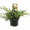 FLORASELF® Jeneverbes Juniperus Squamata Bleu Carpet Potgrootte Ø 17 Cm -FLORASELF Verkoop DV 8 6566397 01 4c NL 20180925195858