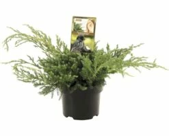FLORASELF® Jeneverbes Juniperus Squamata Bleu Carpet Potgrootte Ø 17 Cm