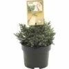 FLORASELF® Jeneverbes Juniperus Squamata Blue Star Potgrootte Ø 17 Cm -FLORASELF Verkoop DV 8 6566398 01 4c NL 20180307162638