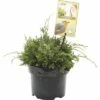 FLORASELF® Jeneverbes Juniperus Squamata Holger Potgrootte Ø 17 Cm -FLORASELF Verkoop DV 8 6566399 01 4c NL 20180307163927