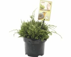 FLORASELF® Jeneverbes Juniperus Squamata Holger Potgrootte Ø 17 Cm