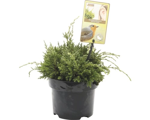 FLORASELF® Jeneverbes Juniperus Squamata Holger Potgrootte Ø 17 Cm 3 FLORASELF® Jeneverbes Juniperus Squamata Holger Potgrootte Ø 17 Cm