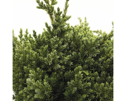 FLORASELF® Jeneverbes Juniperus Squamata Holger Potgrootte Ø 17 Cm 4 FLORASELF® Jeneverbes Juniperus Squamata Holger Potgrootte Ø 17 Cm - Afbeelding 2