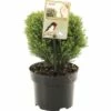 FLORASELF® Westerse Levensboom Thuja Occidentalis Teddy Potgrootte Ø 17 Cm -FLORASELF Verkoop DV 8 6566423 01 4c NL 20180925202823