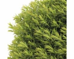 FLORASELF® Westerse Levensboom Thuja Occidentalis Teddy Potgrootte Ø 17 Cm -FLORASELF Verkoop DV 8 6566423 02 4c NL 20180925051657