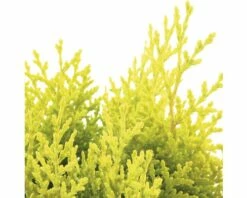 FLORASELF® Oosterse Levensboom Thuja Orientalis Aurea Nana Potgrootte Ø 17 Cm -FLORASELF Verkoop DV 8 6566424 01 4c NL 20180925051657