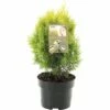 FLORASELF® Oosterse Levensboom Thuja Orientalis Aurea Nana Potgrootte Ø 17 Cm -FLORASELF Verkoop DV 8 6566424 02 4c NL 20180925200544
